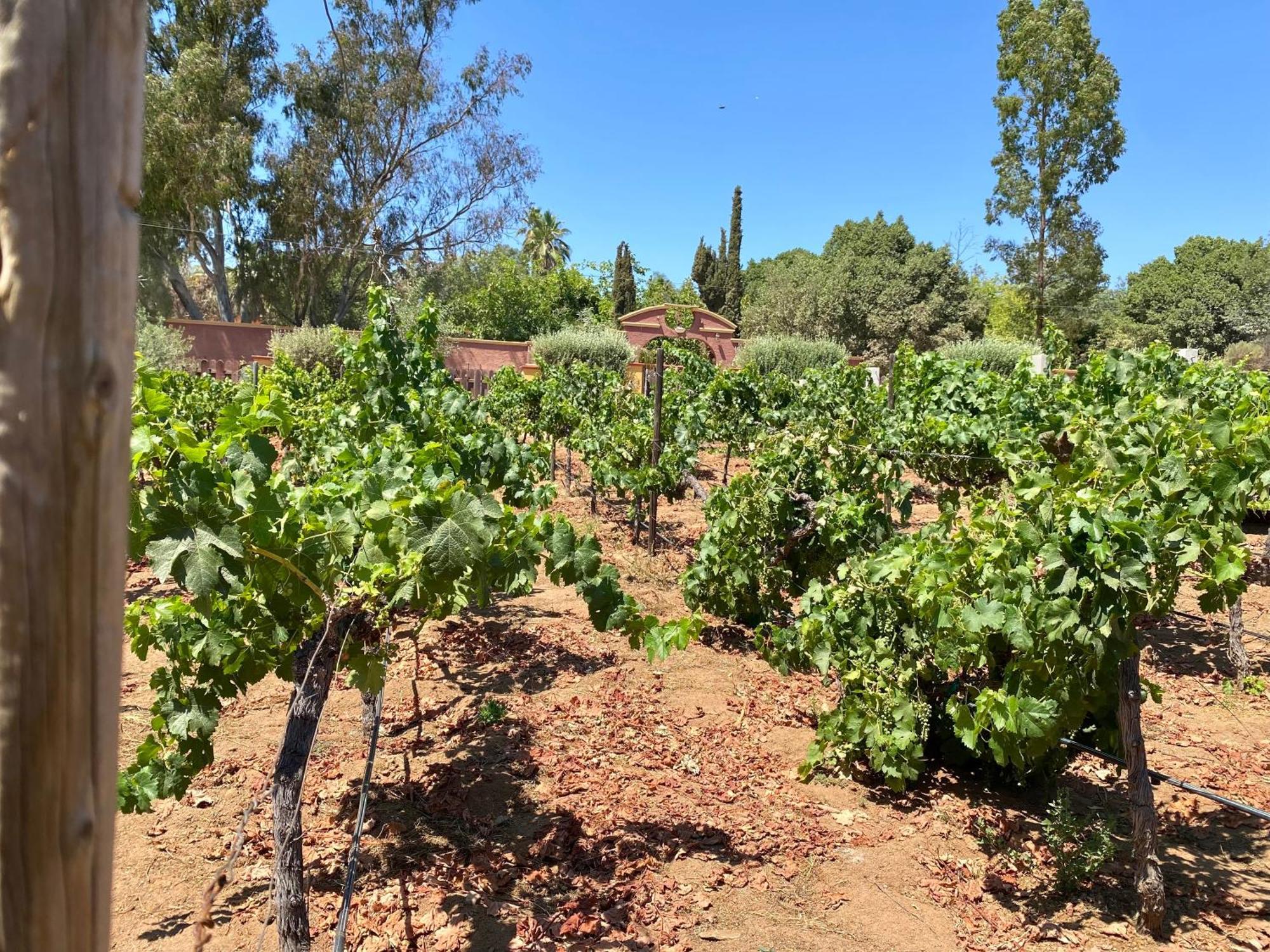 Tierra Mia Hacienda Ruta Del Vino Valle de Guadalupe Exterior foto