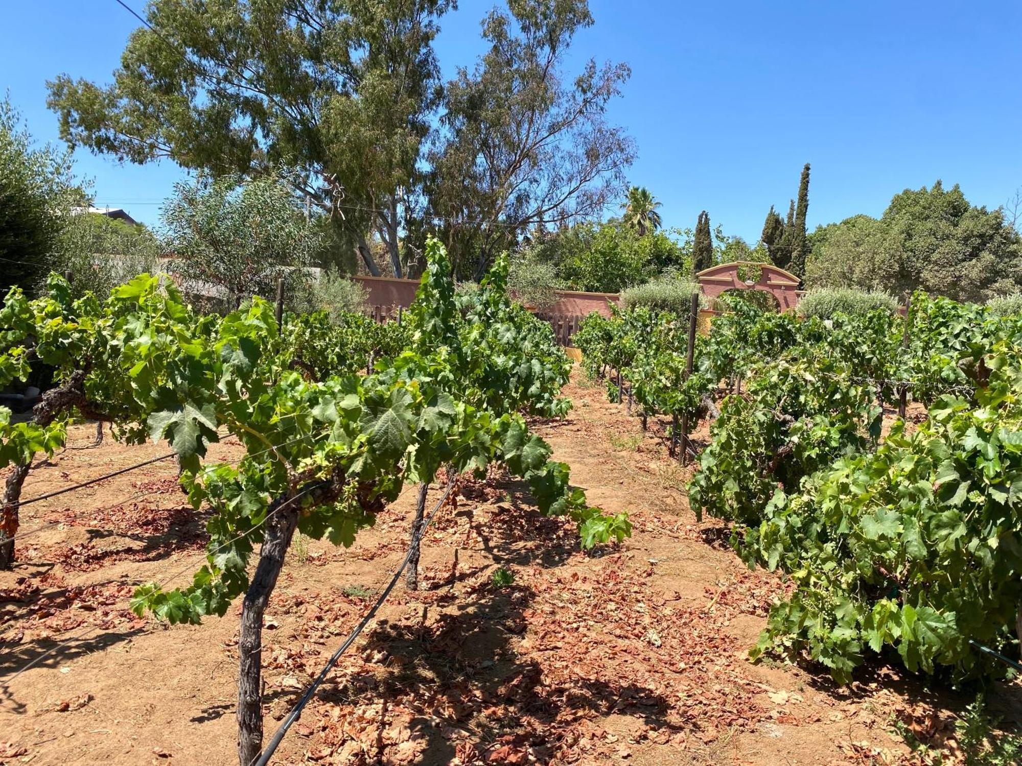 Tierra Mia Hacienda Ruta Del Vino Valle de Guadalupe Exterior foto